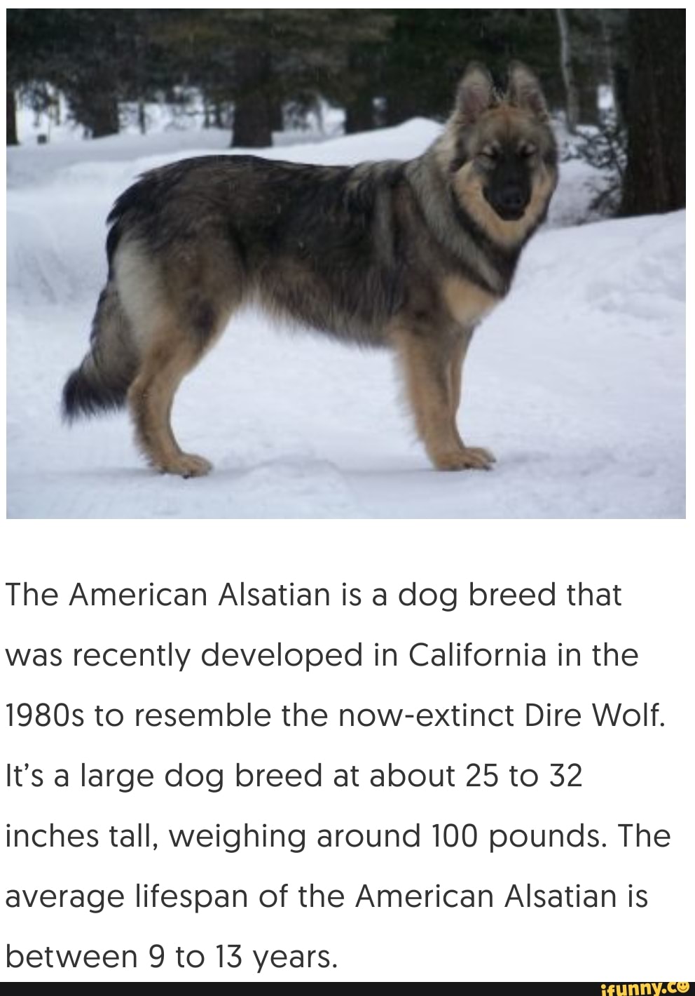The American Alsatian is a dog breed that was recently developed in