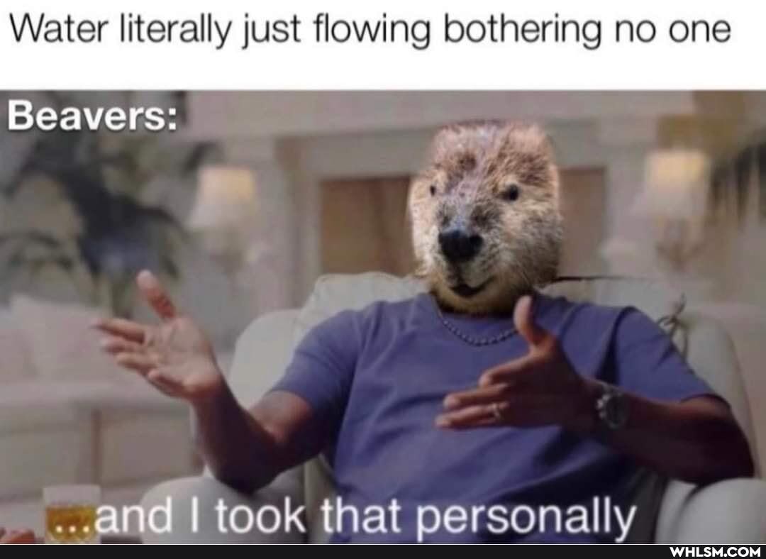 Water literally just flowing bothering no one
Beavers:
and took that nersonally