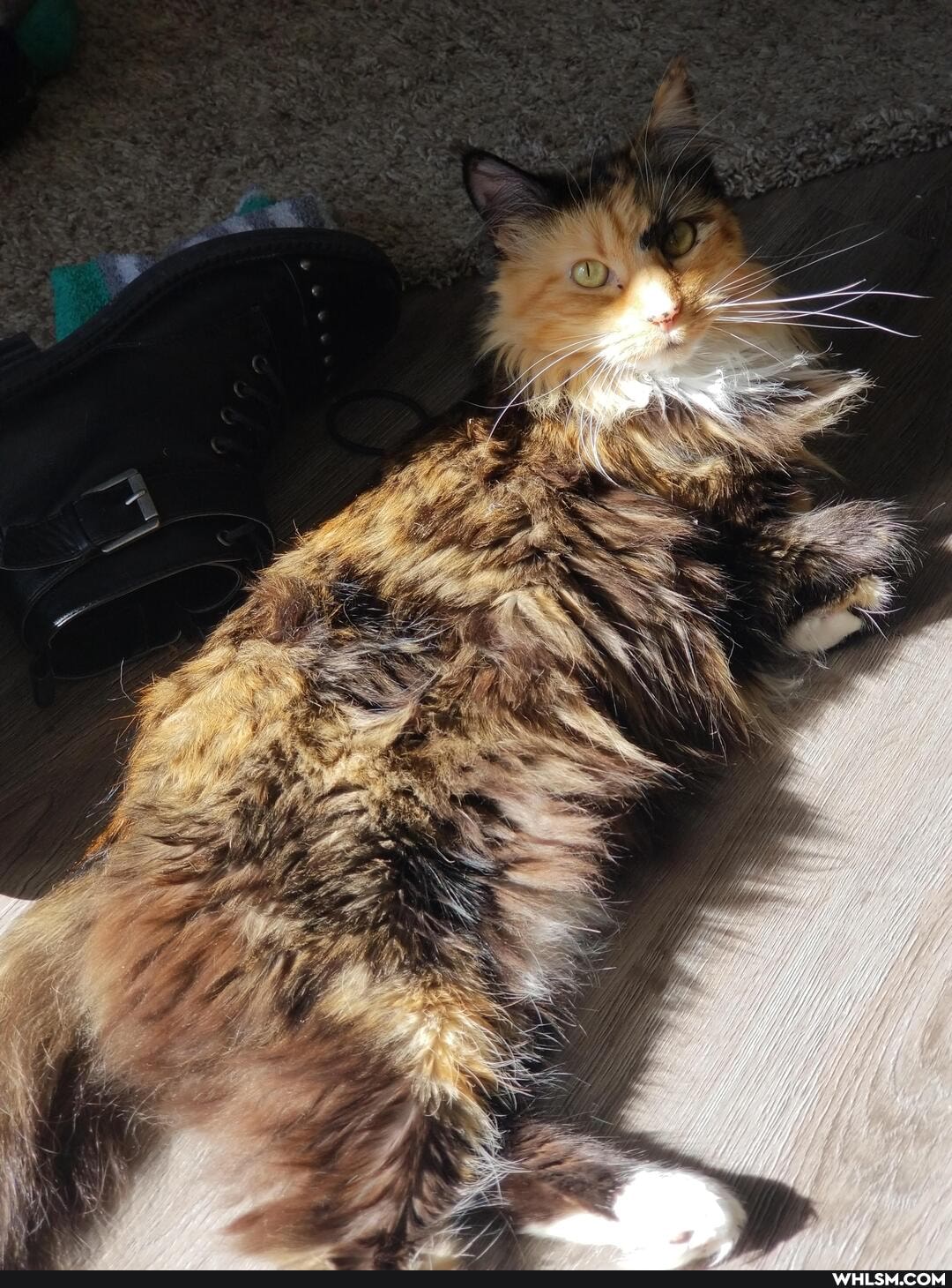 kitty, pets, cat