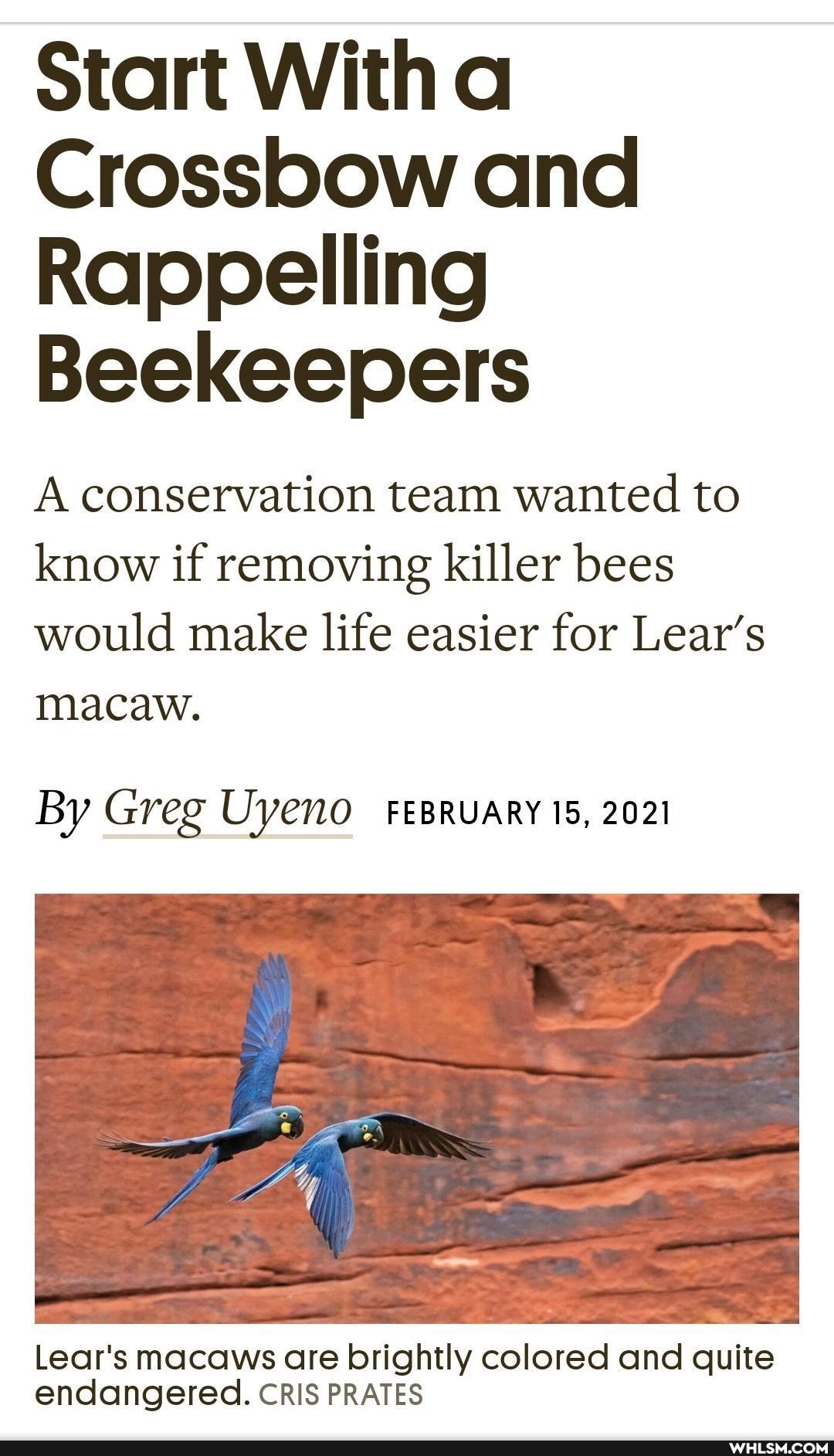 Start Witha
Crossbow and
Rappelling
Beekeepers
A conservation team wanted to know if removing killer bees would make life easier for Lear's macaw.
By Greg Uyeno FEBRUARY 15, 2021
Lear's macaws are brightly colored and quite endangered. CRIS PRATES