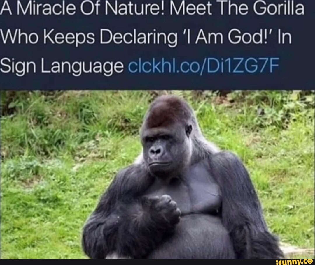 a-miracle-of-nature-meet-the-gorilla-who-keeps-declaring-i-am-god