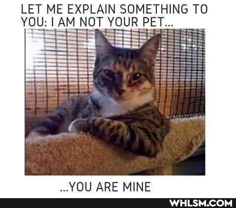 LET ME EXPLAIN SOMETHING TO YOU: AM NOT YOUR PET.
MINT