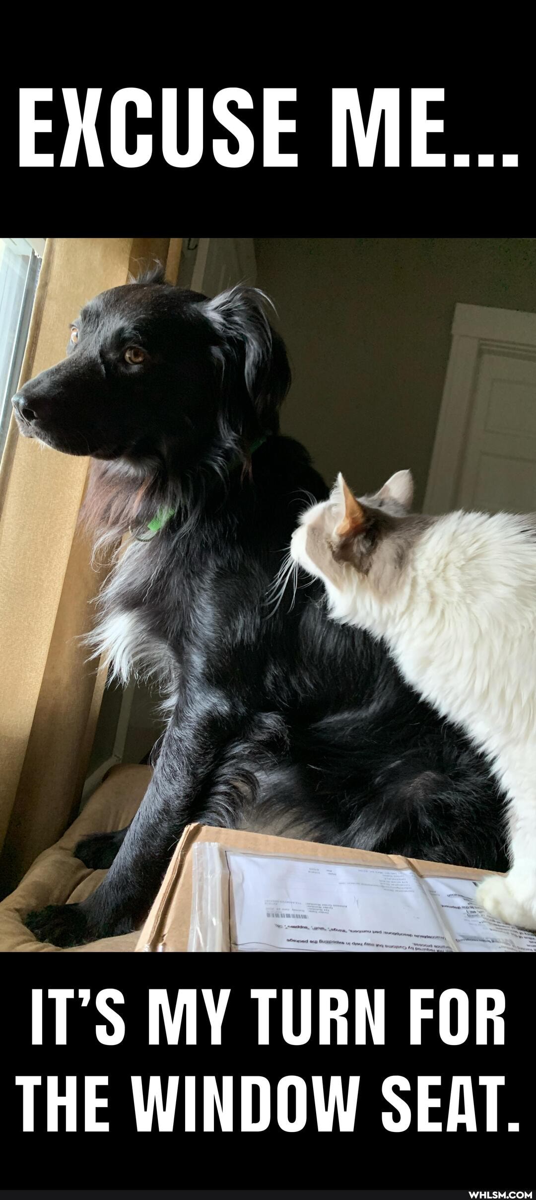 EXCUSE ME...
IT'S MY TURN FOR THE WINDOW SEAT.