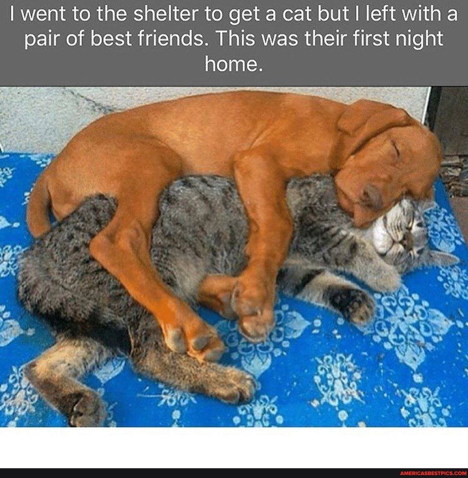I went to the shelter to get a cat but I left with a pair of best friends. This was their first night home.