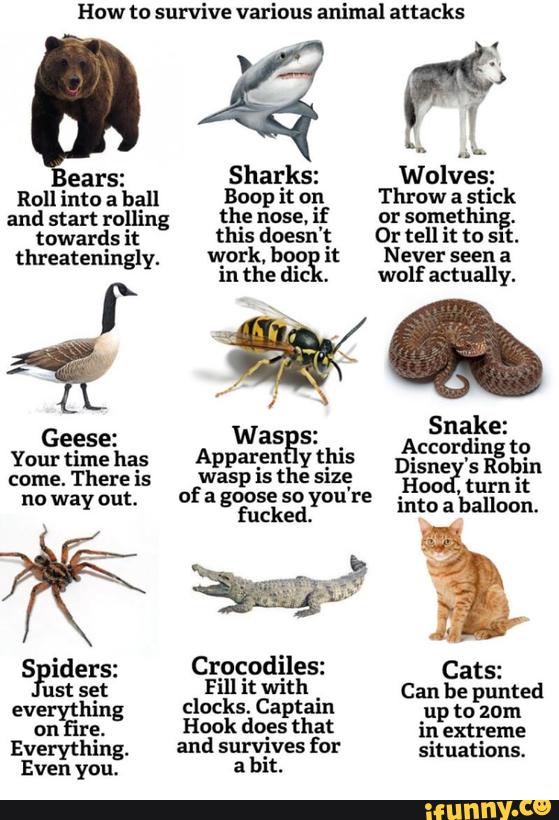 Roll into a ball Boop it on Throw a stick
and start rolling the nose. if or something.
towards it this doesn‘ t Or tell it to sn:.
threateningly. work, bop it Never seen a
m the dm
.
wolf actually.
SnakE'
Geese: Was
SPiderS' Crocodiles: Cats: sust
setg Fill it With Can be punted
”swam clocks. Captain up to zom
Hook does that in extreme
Everything. and survives for situations.
Even you. a bit.