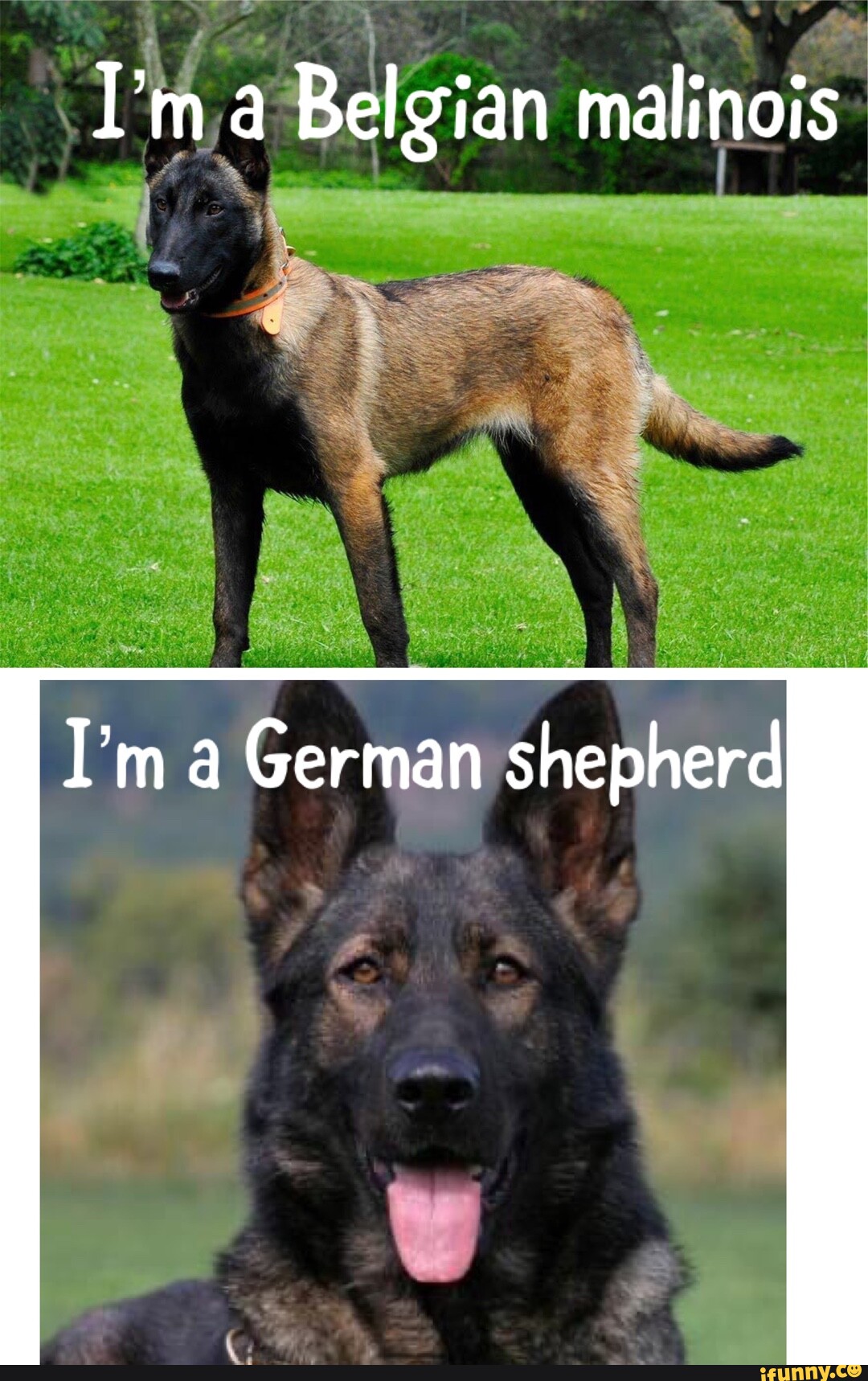 A Belgian malinois a German shepherd - iFunny