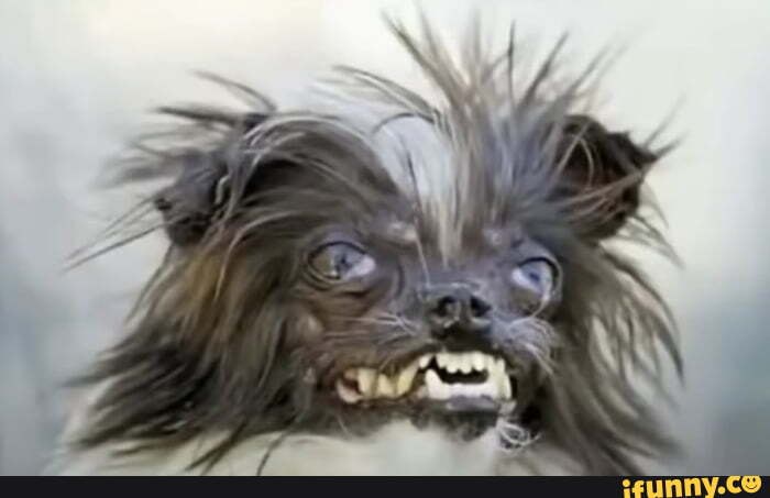 Worlds_ugliest_dog_contest_2019 memes. Best Collection of funny Worlds ...