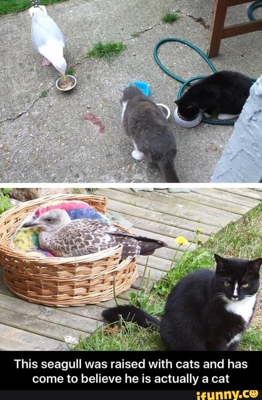 This seagull was raised with cats and has come to believe he is actually a cat