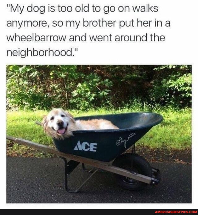 Wholesome Memes Be the person a golden retriever believes you to be