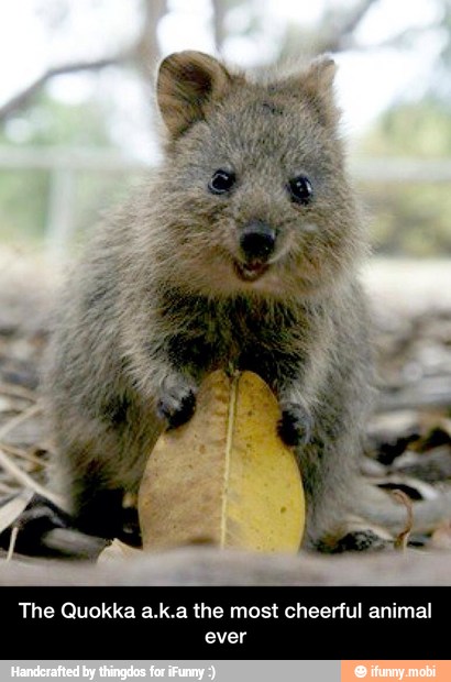 The Quokka a.k.a the most cheerful animal ever