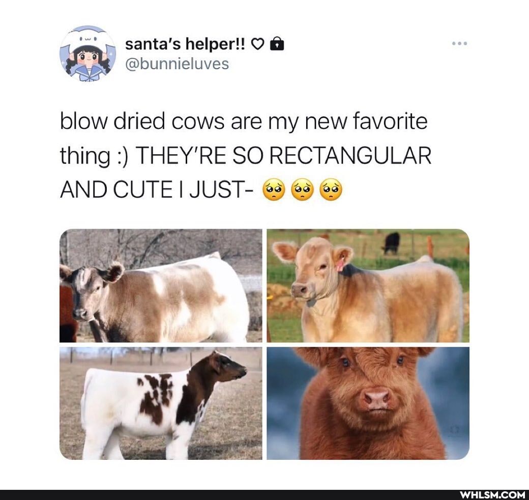 santa's helper! O &
blow dried cows are my new favorite thing THEY'RE SO RECTANGULAR AND CUTE I JUST-
