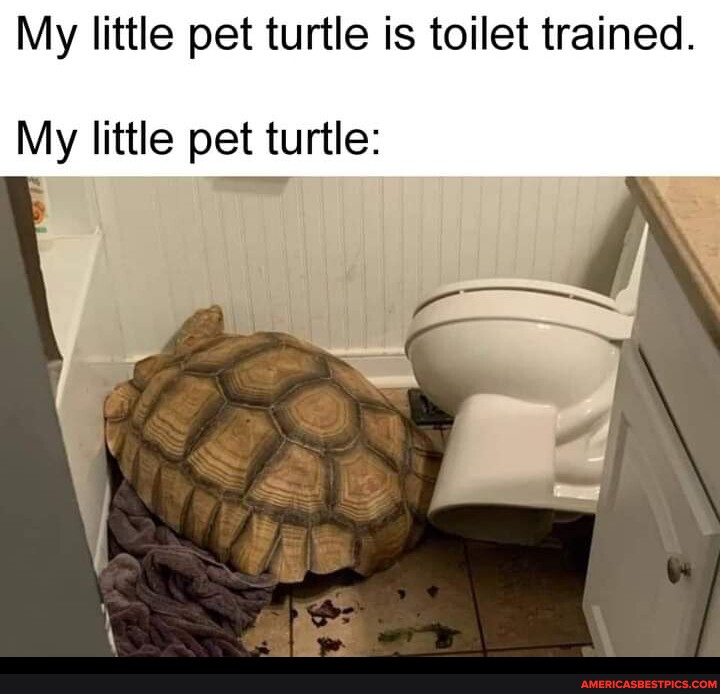 Turtle memes. Best Collection of funny Turtle pictures on America's best  pics and videos
