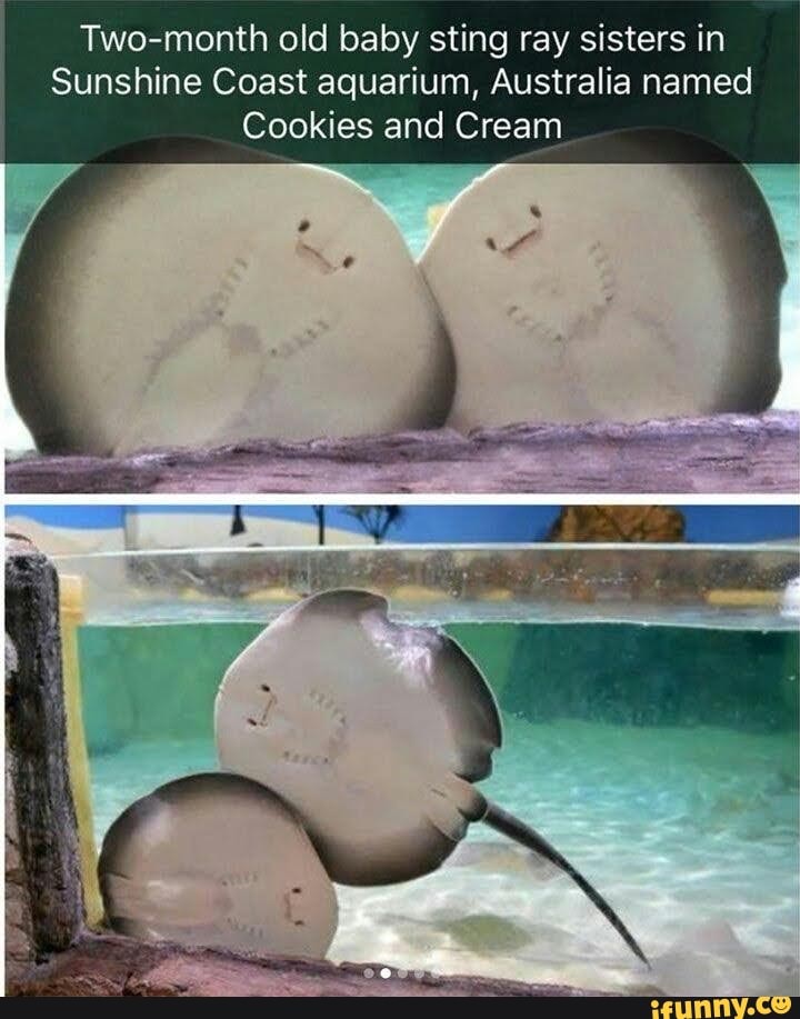 Two-month old baby sting ray sisters in
Sunshine Coast aquarium, Australia named
Cookies and Cream