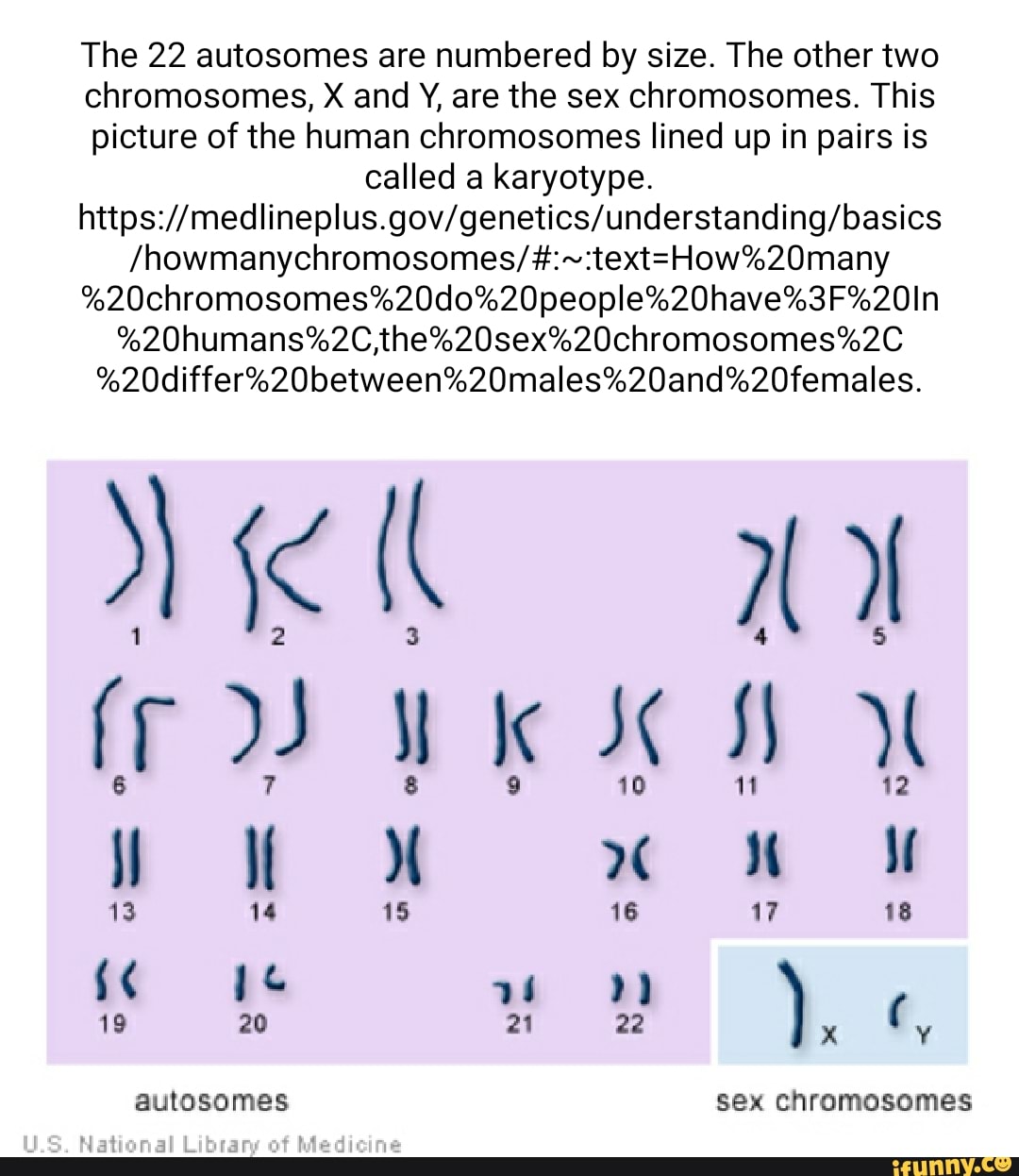 The 22 Autosomes Are Numbered By Size The Other Two Chromosomes X And Y Are The Sex 