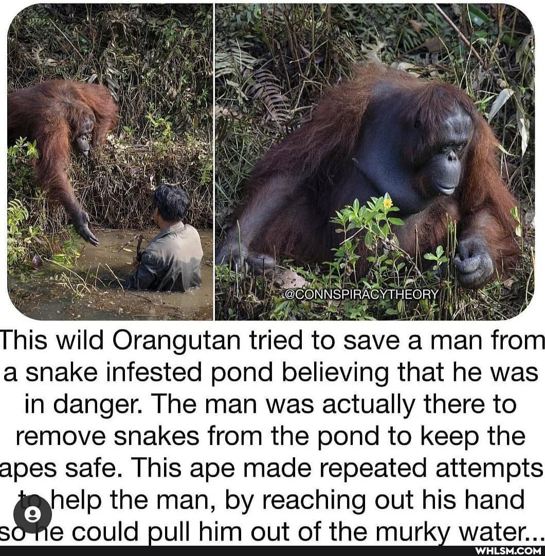 WCONNSPIRACYTHEORY
his wild Orangutan tried to save a man fro a snake infested pond believing that he was in danger. The man was actually there to remove snakes from the pond to keep the apes safe. This ape made repeated attempts help the man, by reaching out his hand
man