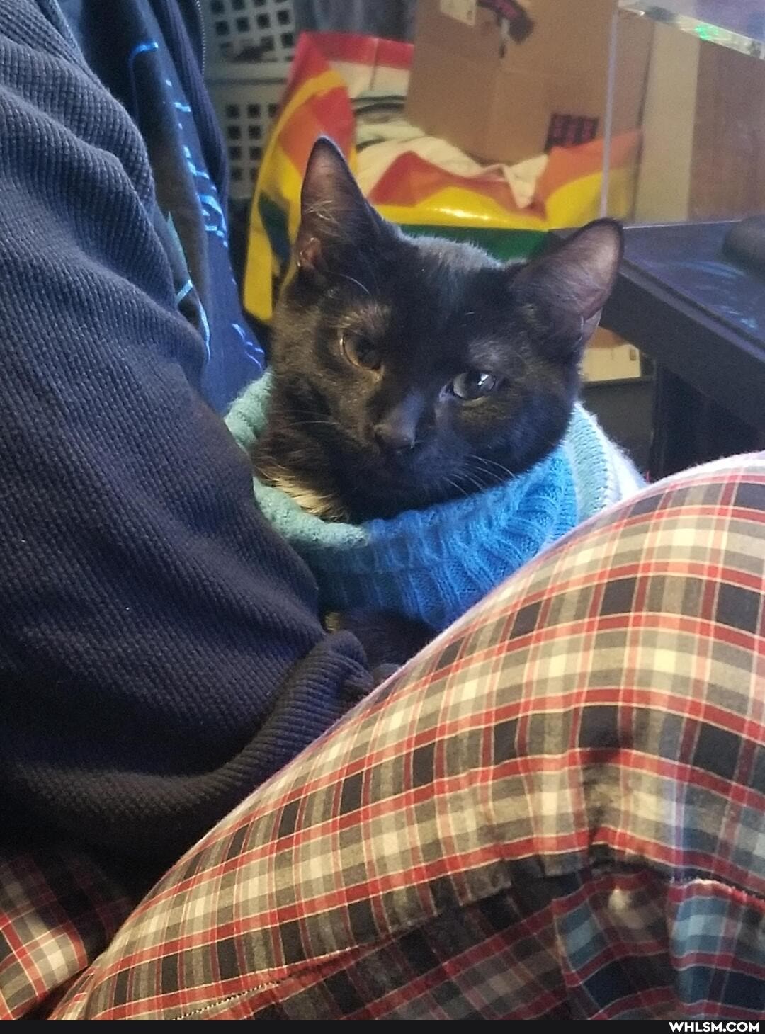 cat, aww, kitten