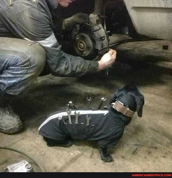 dogs, animal, people, mechanic, working, works, funny, funny_gifs, funny_signs, 2020, funny_animal, funny_animals, professional, wow, men, literally, funny_dog