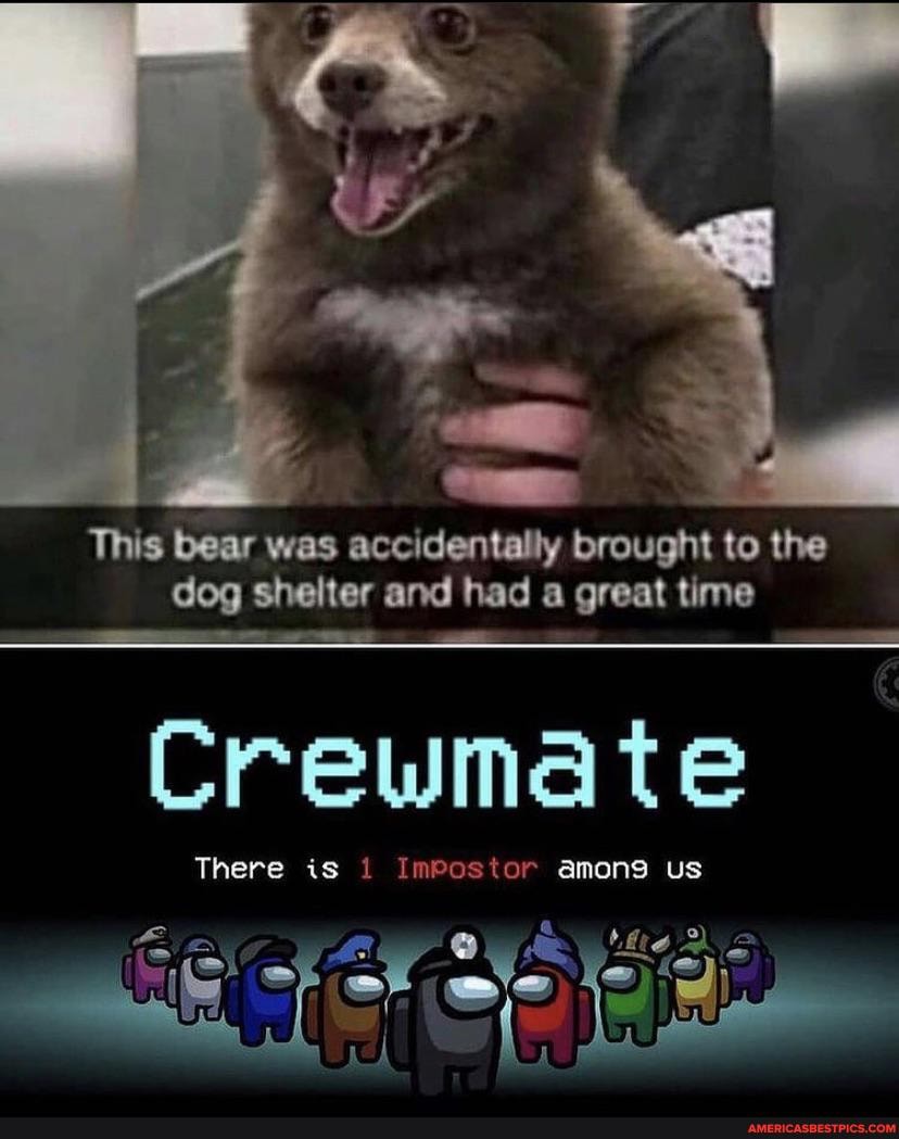 This bear was accidentally brought to the dog shelter and had a great This bear was accidentally brought to the dog shelter and had a great