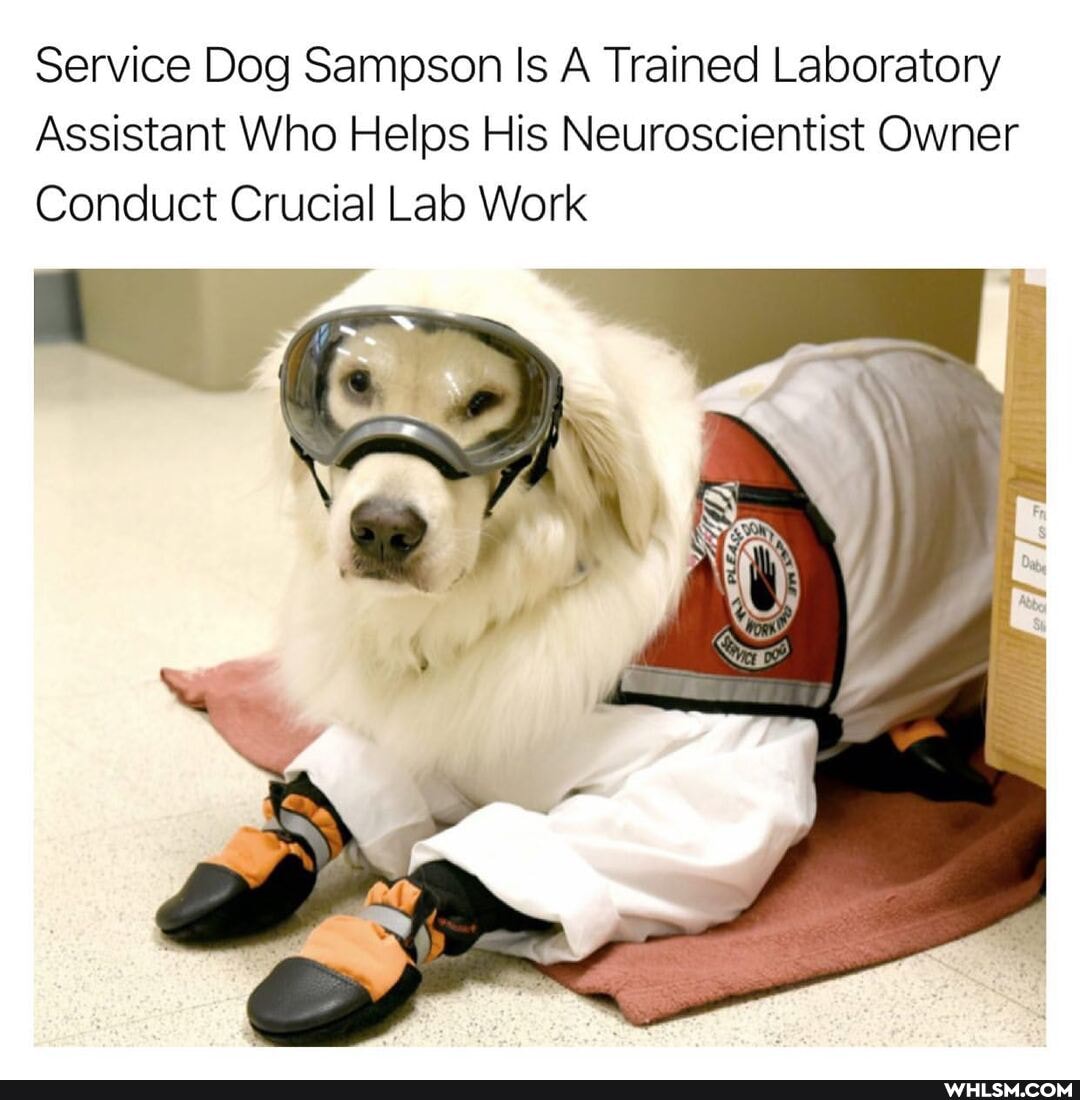 Service Dog Sampson Is A Trained Laboratory
Assistant Who Helps His Neuroscientist Owner
Conduct Crucial Lab Work