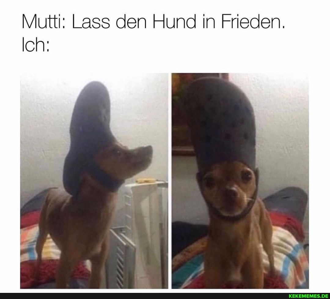 Mutti: Lass den Hund in Frieden.
Ich: