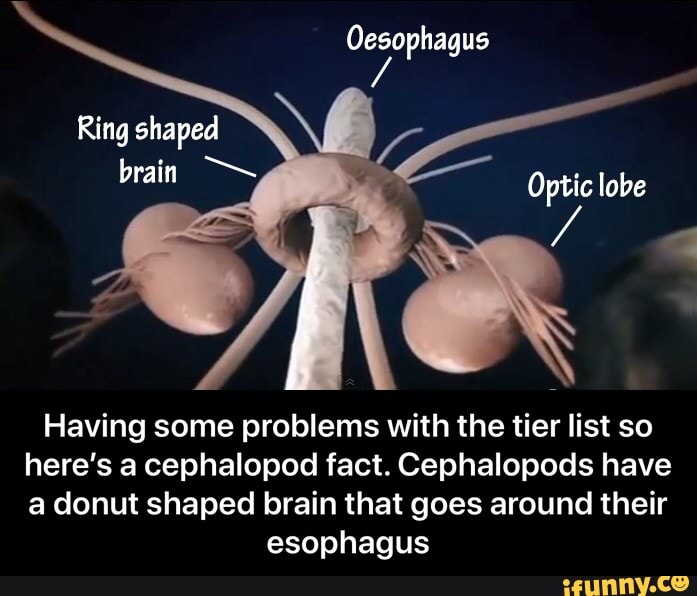 Having some problems with the tier list so
here's a cephalopod fact. Cephalopods have
a donut shaped brain that goes around their
esophagus - Having some problems with the tier list so here’s a cephalopod fact. Cephalopods have a donut shaped brain that goes around their esophagus