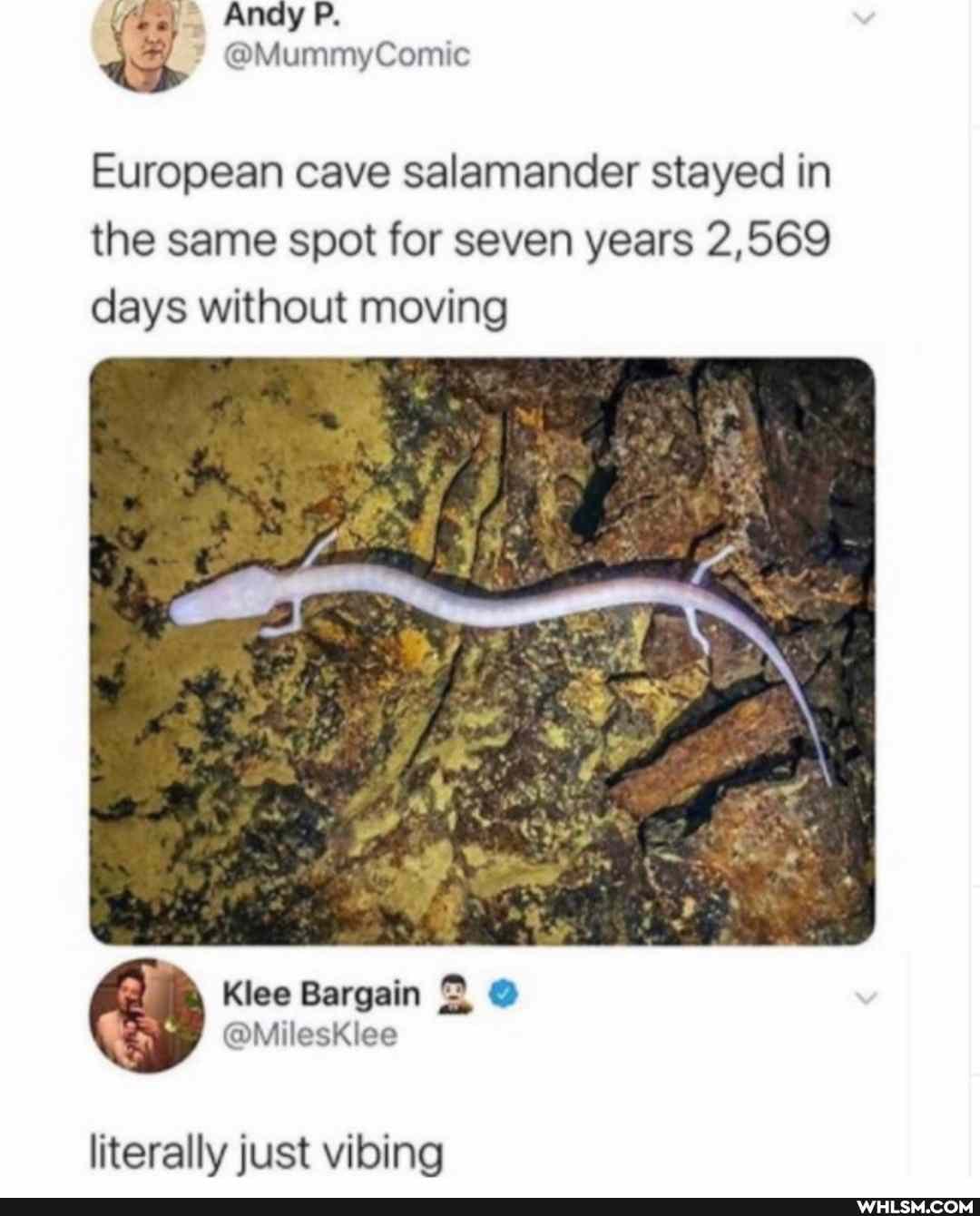 European cave salamander stayed in the same spot for seven years 2,569 days without moving
literally just vibing