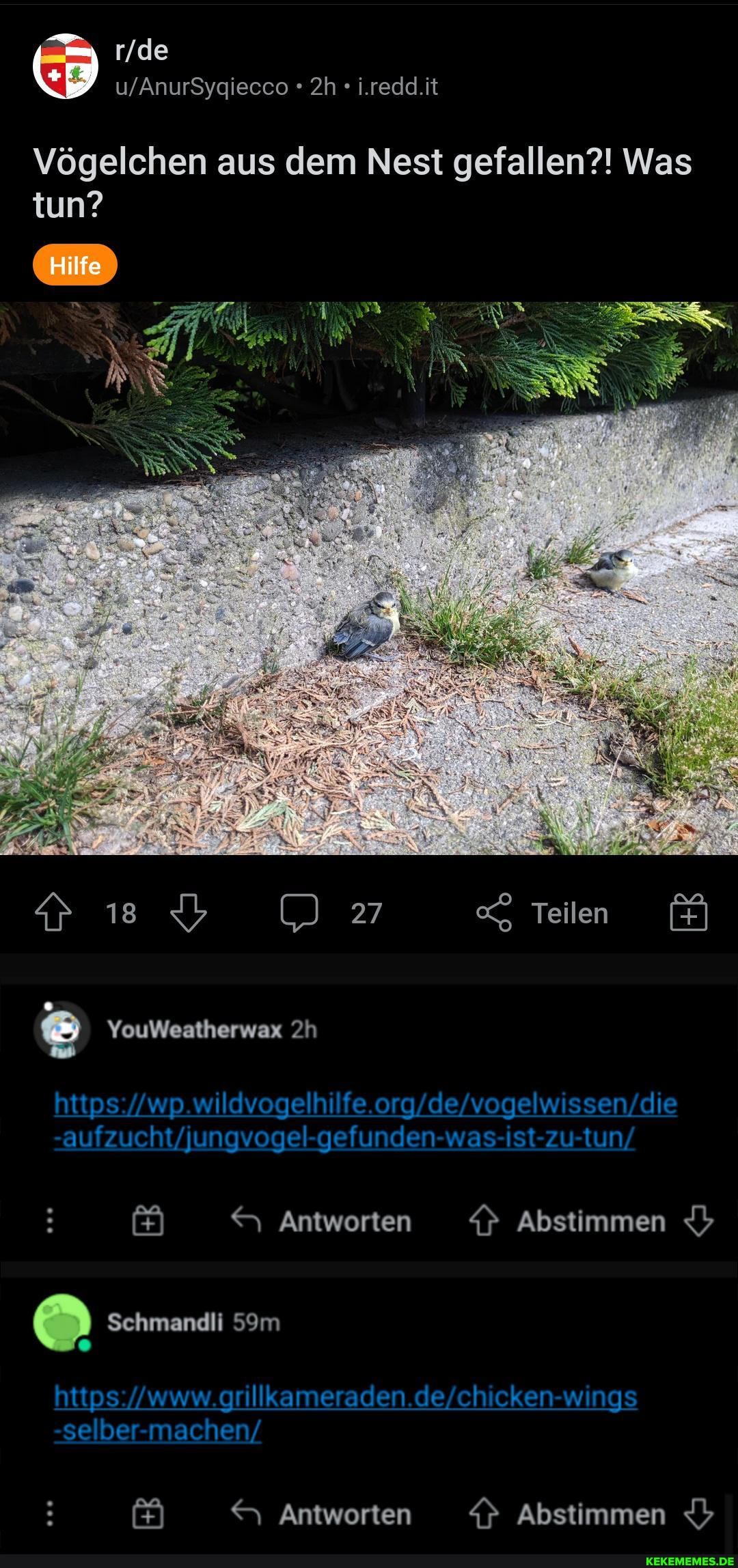 i.redd.it Vögelchen aus dem Nest gefallen?! Was tun? Hilfe YouWestherwax Teilen