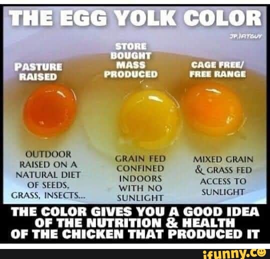 THE EGG YOLK COLOR STORE HOUGHT GAGE GRAIN FED CONFINED INDOORS WITH NO ...