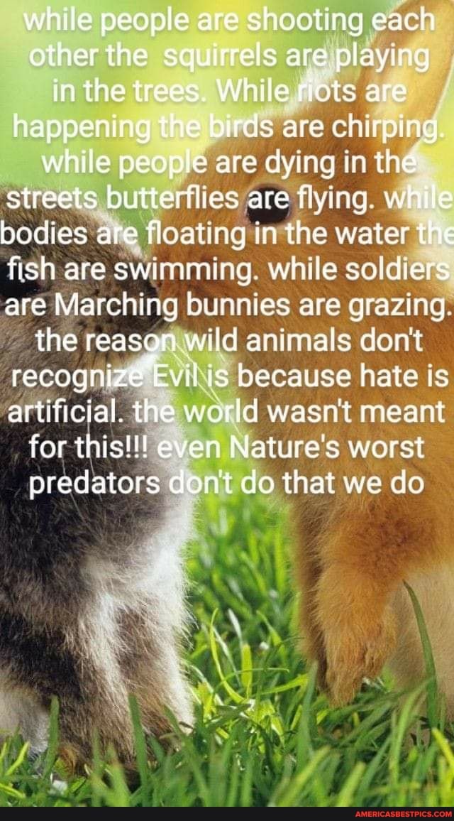while people are shooting each other the squirrels are playing in the trees, While riots are happening the birds are chirping.
while people are dying in the streets butterflies are flying while bodies are floating in the water the fish are swimming while soldiers are Marching bunnies are grazing the reason wild animals don't recognize Evil is because hate is artificial. the world wasn't meant for this!!! even Nature's worst predators cont do that we do