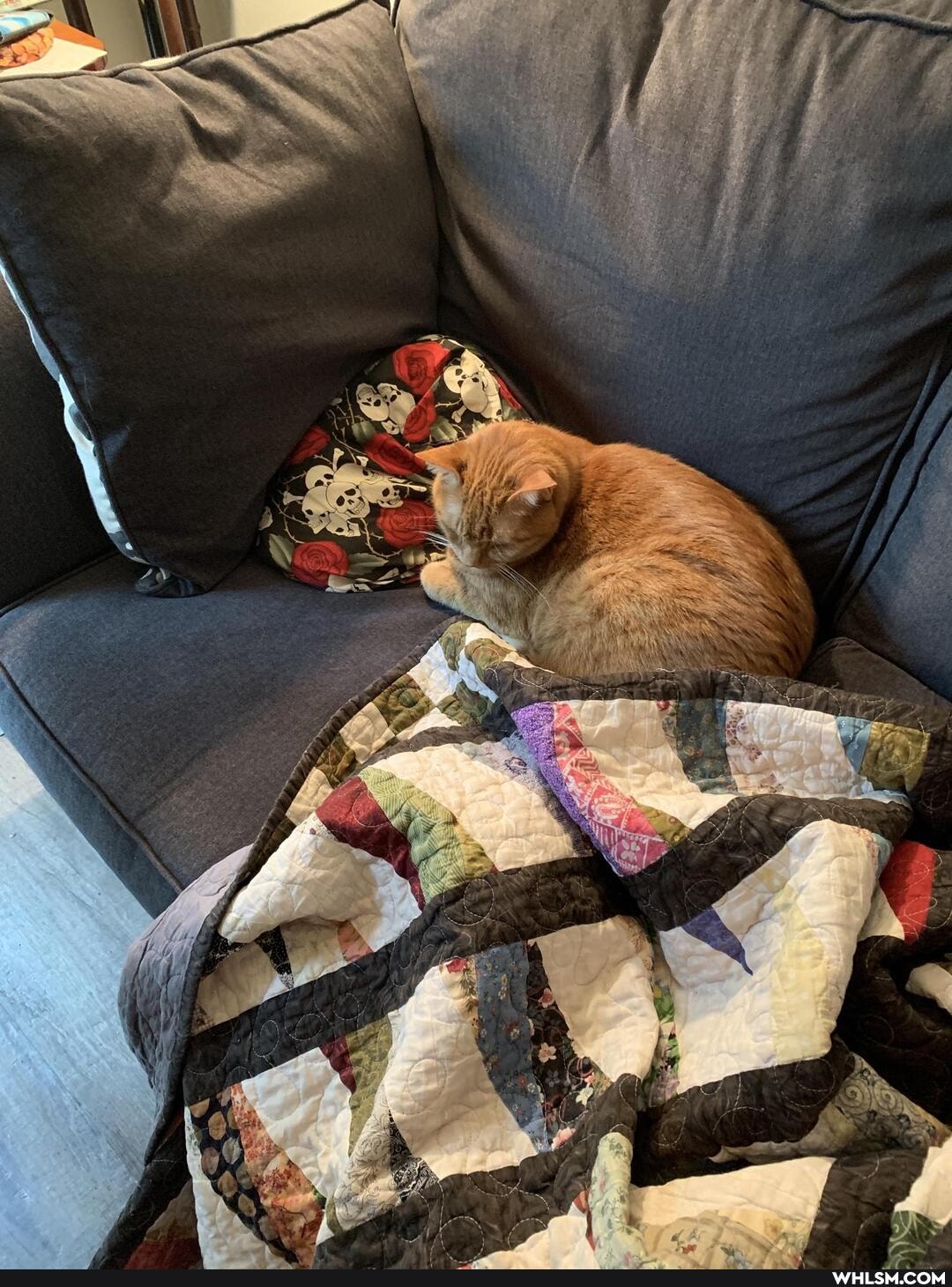 cats, sundayfunday, cozycat