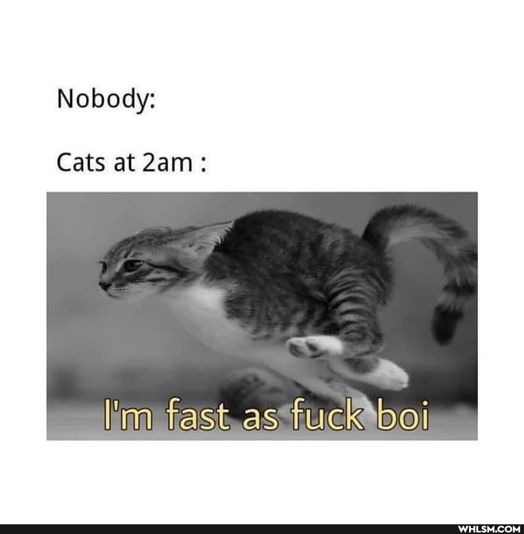 Nobody:
Cats at
I'm fast as tuck