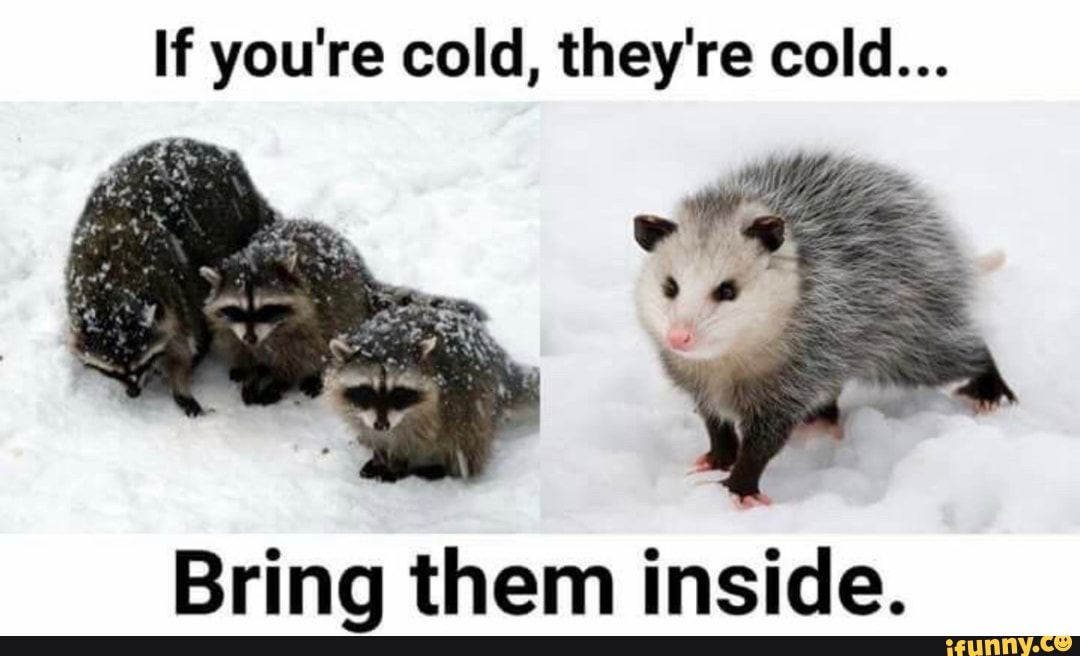 If you're cold, they're cold... Bring them inside. iFunny )