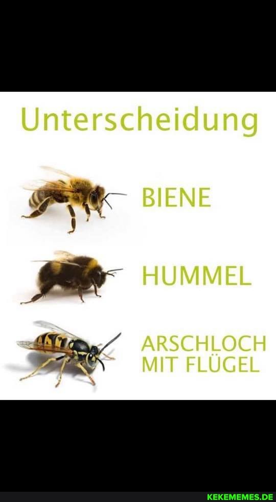 Unterscheidung
BIENE HUMMEL
ARSCHLOCH MIT FLÜGEL