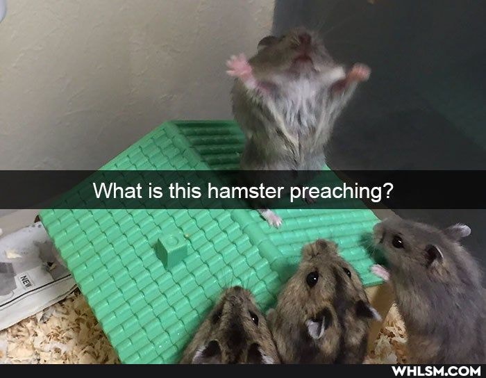 Na
What is this hamster preaching?