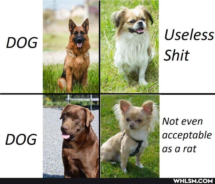 DOG
Useless
DOG,
I Not even acceptable
@ rat