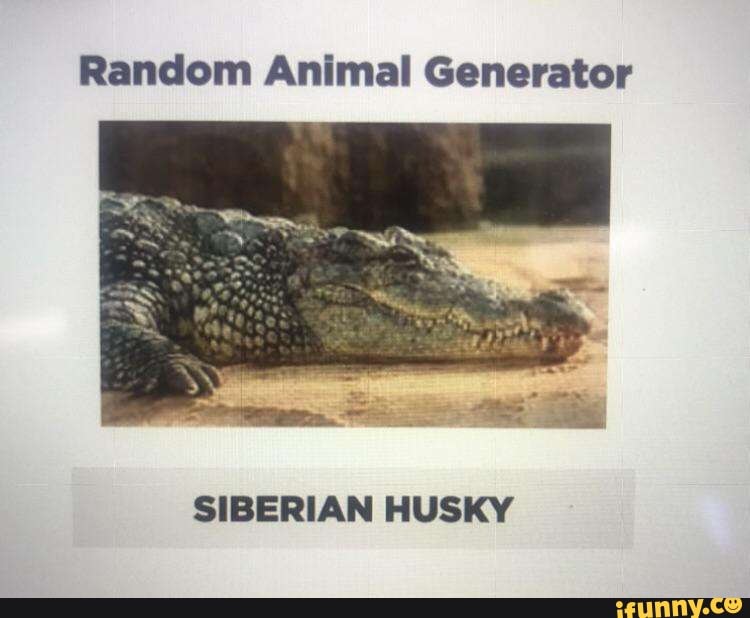 Random Animal Generator SIBERIAN HUSKY 