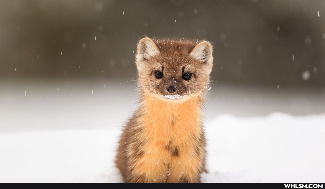 cuteness_overload, birds, cute_animal