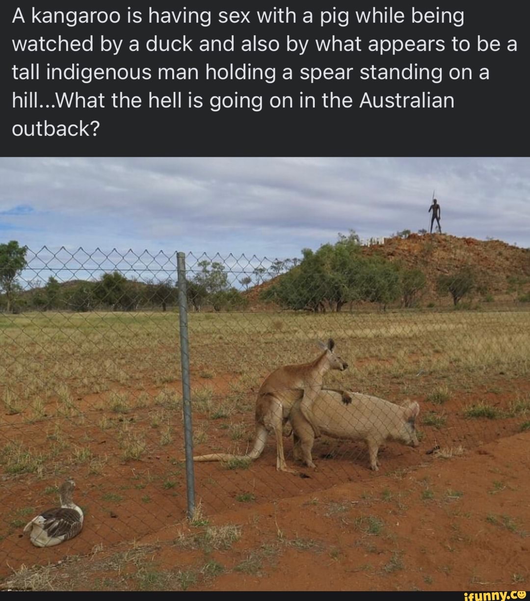 A kangaroo is having sex with a pig while being watched by a duck and also