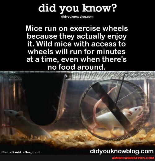 Did you know? Mice run on exercise wheels because they actually enjoy