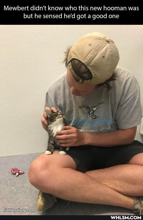 Mewbert didn't know who this new hooman was but he sensed he'd got a good one