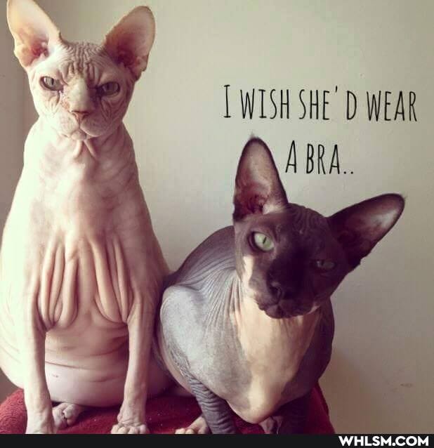 SH SH
ABRA.
HE D WEAR