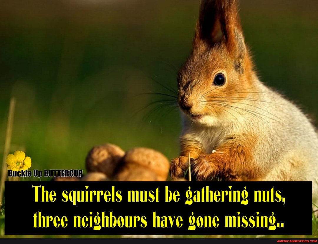 The squirrels must be gathering is, three neighbours have gone missing.