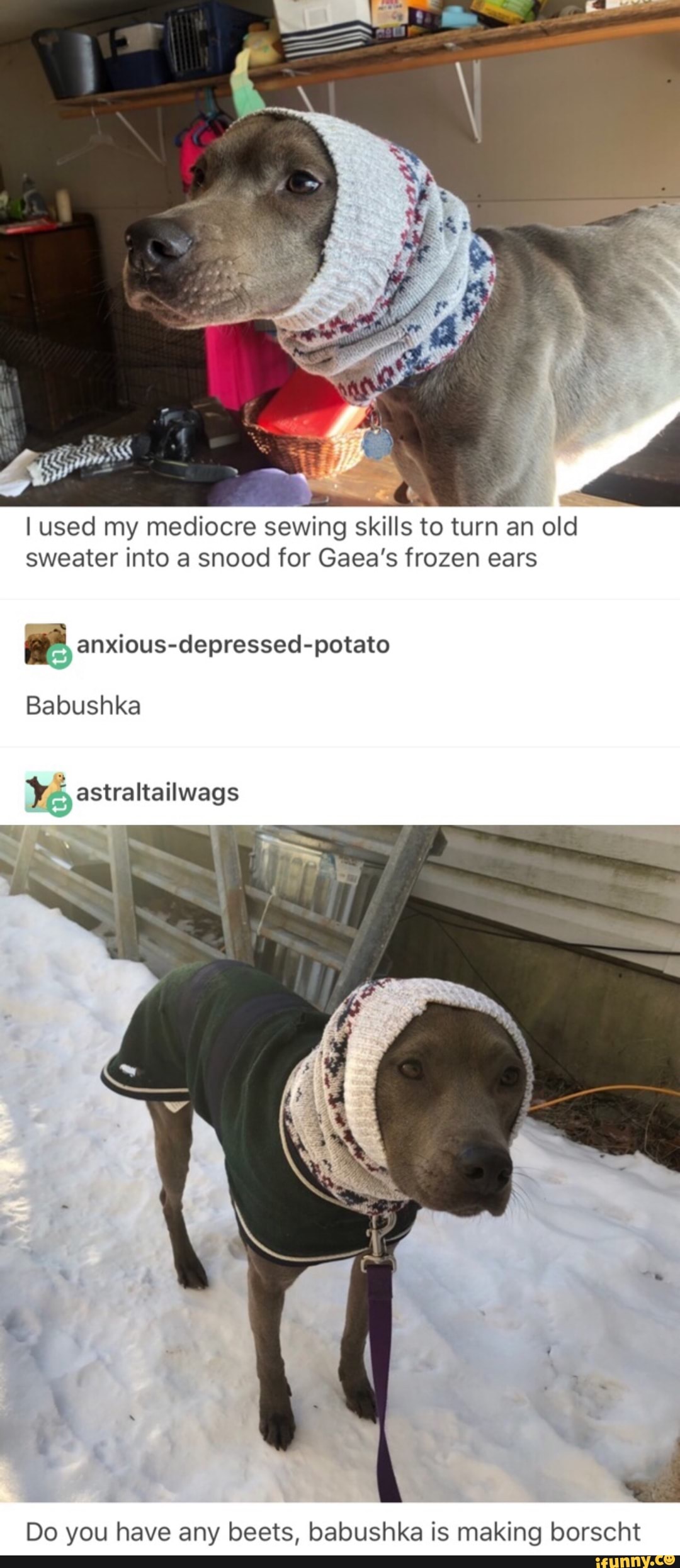 ç
Iused my mediocre sewing skills to turn an old
sweater into a snood for Gaea's frozen ears
r anxious-depressed-potato
Babushka
) :
astraltailwags