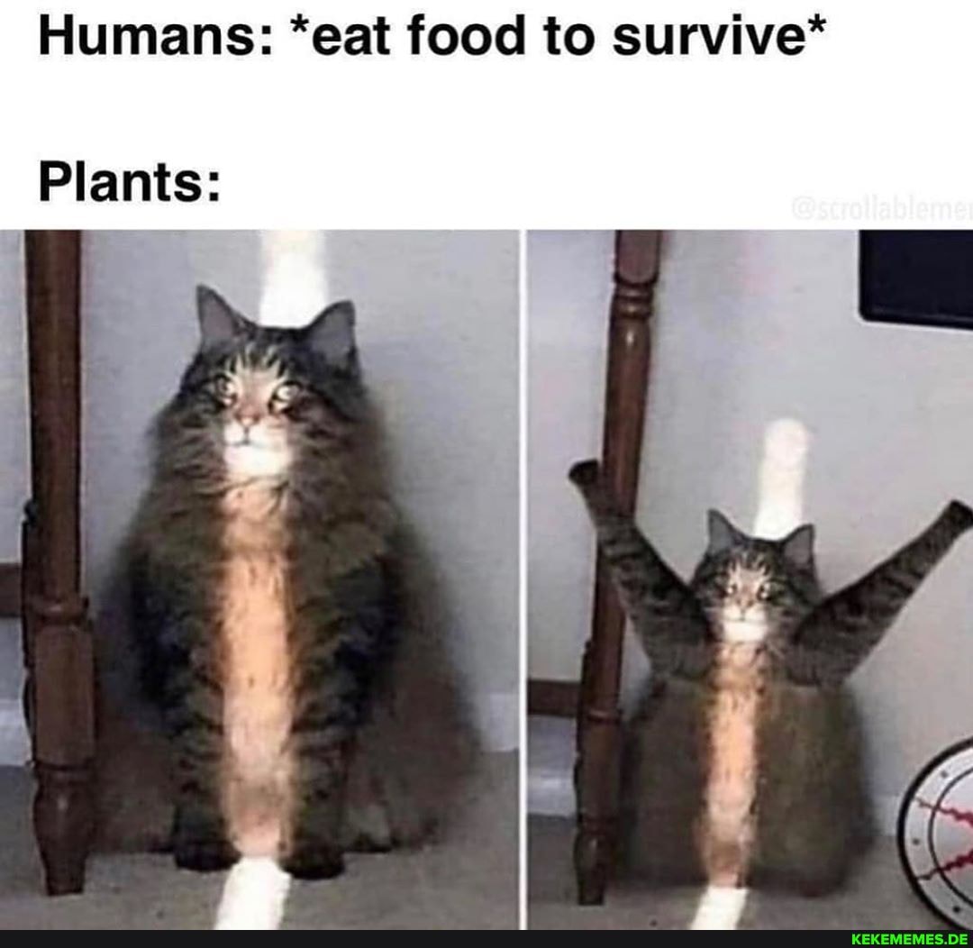 Humans: *eat food to survive*
@scrollablame
Plants: