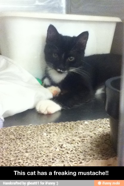 This cat has a freaking mustache!! - This cat has a freaking mustache!!