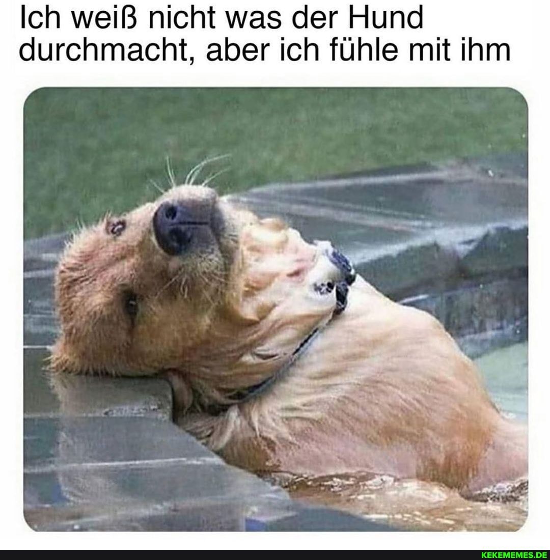 Ich weiß nicht was der Hund durchmacht, aber ich fühle mit ihm