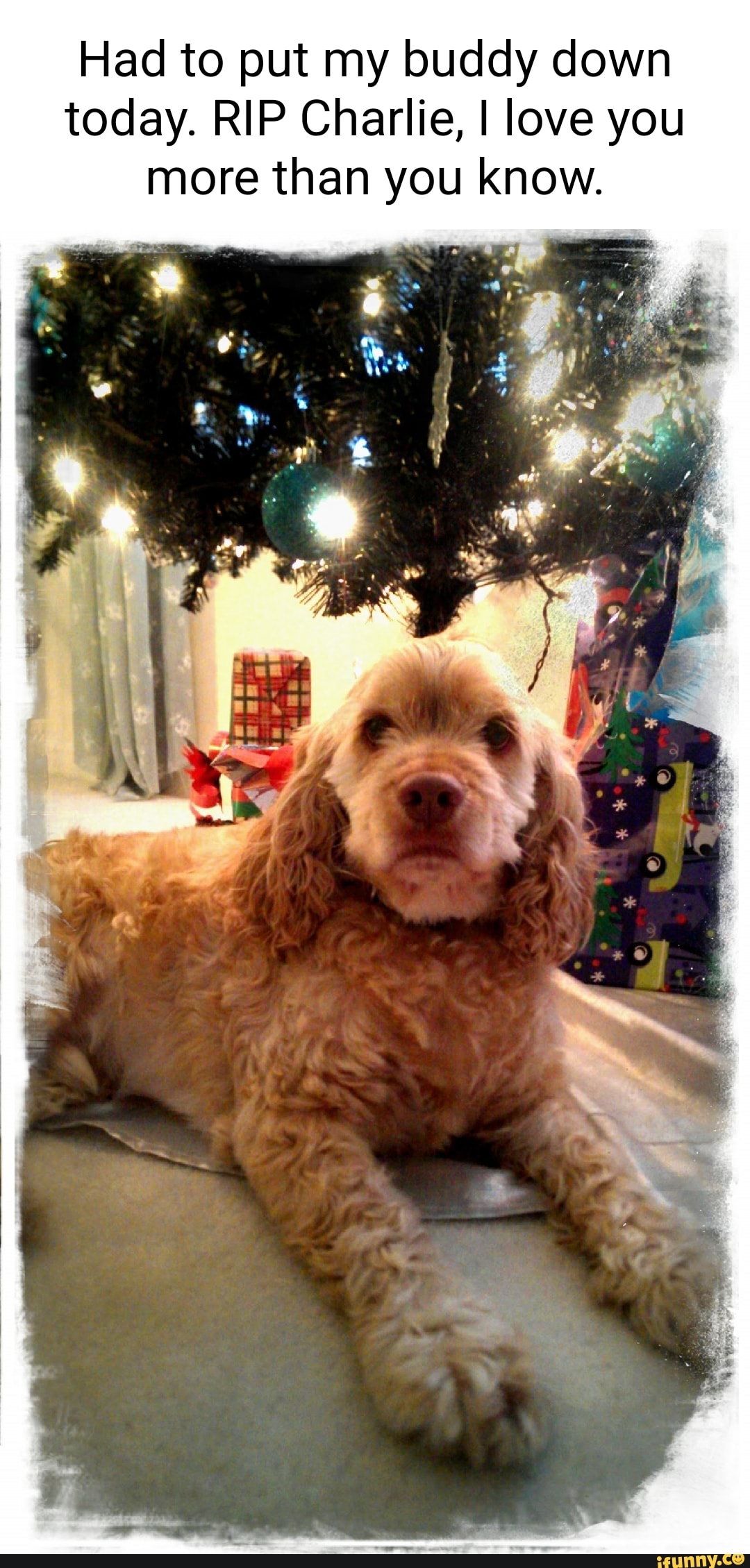 Had to put my buddy down today. RIP Charlie, I love you more than you ...