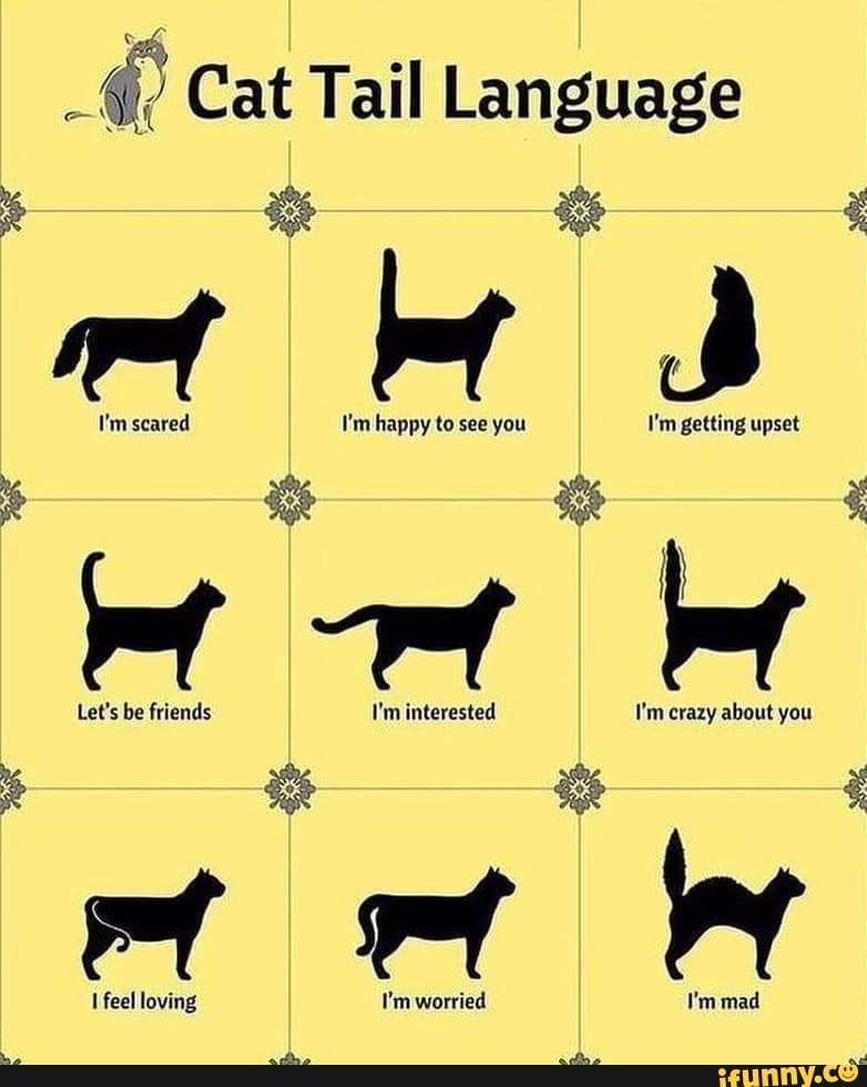 Cat Tail Language
I'm scared I'm happy to see you I'm getting upset
Let's be friends I'm interested I I'm crazy about you
Let's be friends I'm interested I'm crazy about you
feel loving I'm worried I'm mad