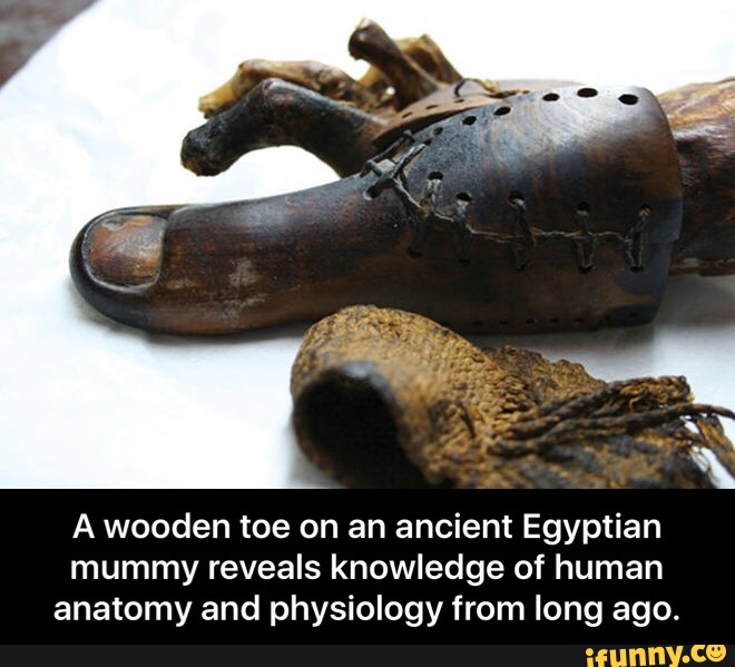 A wooden toe on an ancient Egyptian mummy reveals knowledge of human