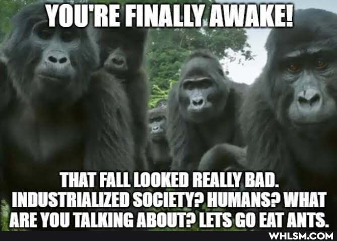 YOU'RE FINALLY, AWAKE!
THAT FALL LOOKED REALLY BAD.
INDUSTRIALIZED SOCIETY? HUMANS? WHAT
ADE VOL TALLYING ADOT IETC CH CAT ANTOC